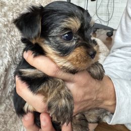 Bailey - Black and gold male Yorkshire Terrier puppy in Ephrata, Pennsylvania from Heritage Yorkies