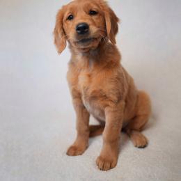 Golden Retriever puppies from Lórien Retrievers