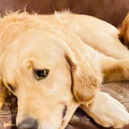 Golden Retrievers from Sadie Lane Family Goldens