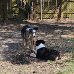 Australian Shepherd Puppies from Gypsy River Aussies