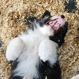 Border Collie Puppies from Royal Kennels Border Collies
