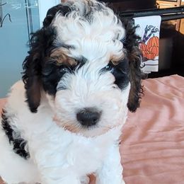 Holly - Tri-color Bernedoodle puppy in Laguna Hills, California from Bernedoodles By Faith