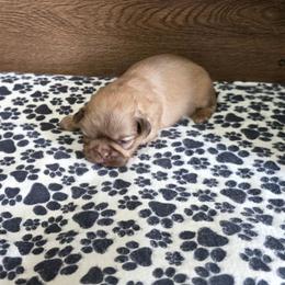 Male 2 - Liver male Shih Tzu puppy in Meadows Of Dan, Virginia from Walt’s Shih Tzus