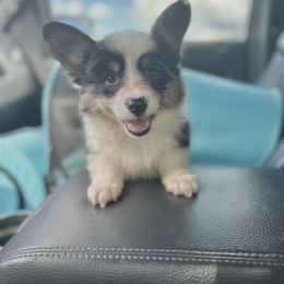 American Corgi, Pembroke Welsh Corgi, and Yorkshire Terrier Puppies from Ingram's Corgis & Yorkies