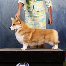 Pembroke Welsh Corgi puppies from Kalypso Corgis