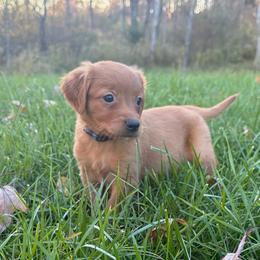 Red, White and Blue - Dark golden male Golden Retriever puppy in Turtlepoint, Pennsylvania from Allegheny River Retrievers