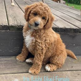 Iris - Red  female Goldendoodle puppy in De Pere, Wisconsin from Kinzor Kennels