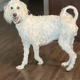 Calli - Goldendoodle