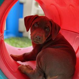 Doberman Pinscher Puppies from Jensen Dobermans