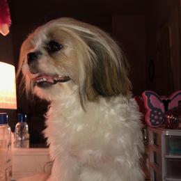 Lu - Shih Tzu