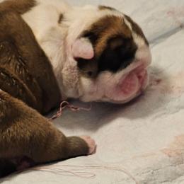 Boy 2 - Red and white male Bulldog puppy in Cheshire, Connecticut from Absolut Bulldogs