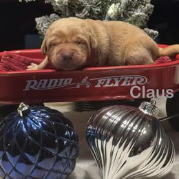 Claus - Yellow male Labrador Retriever puppy in Tigard, Oregon from Morrison Labrador Retreivers