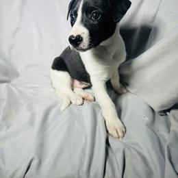 Whippet Puppies from Hertzog  Whippets