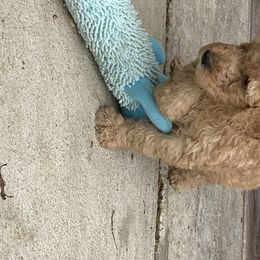 Goldendoodle Puppies from Bear Ridge Doodles