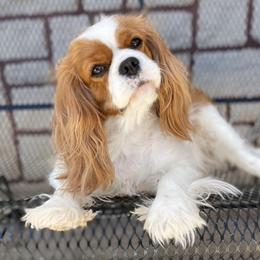 Sweetpea - Cavalier King Charles Spaniel