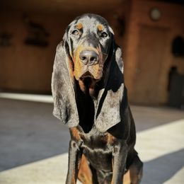 Black and Tan Coonhound Puppies from Classic Coonhounds