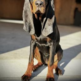 Black and Tan Coonhound Puppies from Classic Coonhounds