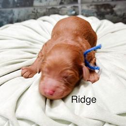Ridge - Red  male Goldendoodle puppy in Pasco, Washington from Camp Doodle Woods