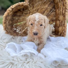 Girl - Apricot female Goldendoodle puppy in Grove, Oklahoma from Guinn Family Farms