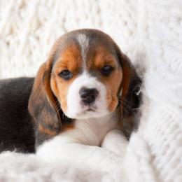 Miles - Black tan and white male Beagle puppy in Caldwell, Ohio from Folklore Kennel
