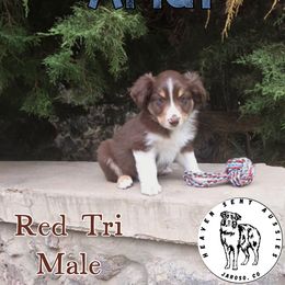Ariat - Red tri male Miniature Australian Shepherd puppy in Jaroso, Colorado from Heaven Sent Aussies