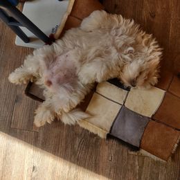 Shichon Puppies from Megen D Conroy