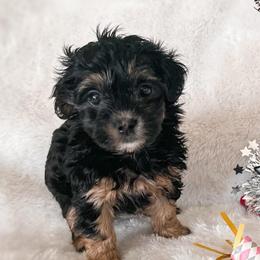 Confetti - Phantom female Maltipoo puppy in Kula, Hawaii from Toy Poodle & Maltipoo Maui