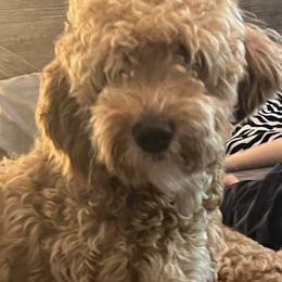 Chloe - Goldendoodle