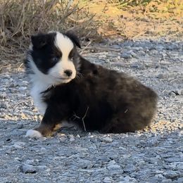 Flip - Black tri male Toy Australian Shepherd puppy in Leonard, Texas from Tin Roof Aussies