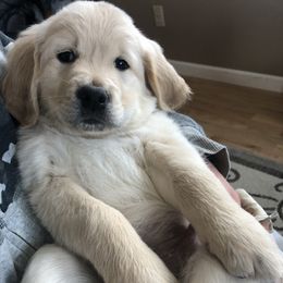 Goldendoodle Puppies from Kellee's Goldendoodles