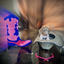 Dachshund Puppies from SR Mini Dachshunds