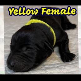Yellow collar, female - Yellow female Labrador Retriever puppy in Moore, Oklahoma from Okiehuntinboyz Labrador Retrievers