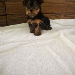 Bejin - Black and gold male Yorkshire Terrier puppy in Maple Heights, Ohio from Yorkiesllc