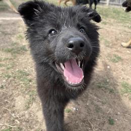 German Shepherds from Alamo City Shepherds