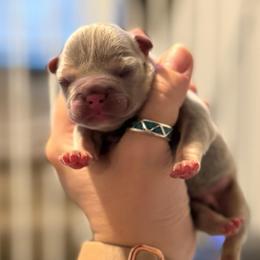 Lilac (masked) tan point 1 - Tricolors male French Bulldog puppy in Grafton, Ohio from K&J Frenchies