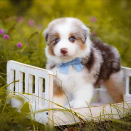Delta - Red merle male Australian Shepherd puppy in Georgetown, Texas from River Reign Australian Shepherds