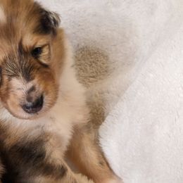 Collie Puppies from Nine Eves