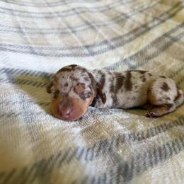 Dapple female - Dapple female Dachshund puppy in Woodward, Oklahoma from Wiener Dreams Dachshunds