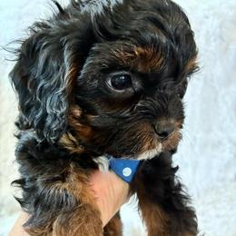 Aries - Black and tan male Cavapoo puppy in Adrian, Oregon from ApplebyFarm