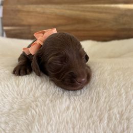 Penelope - Chocolate female Dachshund puppy in Newport, Tennessee from Justice Doxies