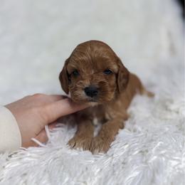 Cavapoo puppies from As Good As Goldendoodles and more