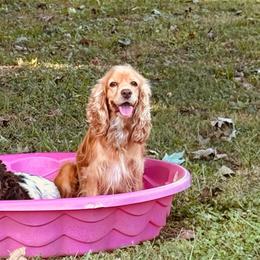 Bailey (2.5 yo) - Buff female Cocker Spaniel puppy in Ellenboro, North Carolina from Chantels Spaniels