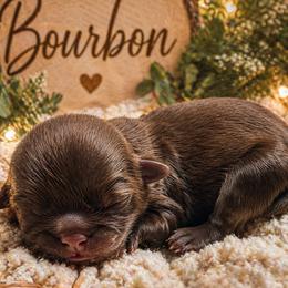 Shih Tzu puppies from Divine Shih Tzu of Fairland