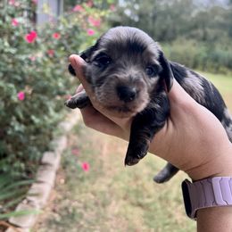 Lola - Dapple female Dachshund puppy in Mt. Vernon, Texas from Double B