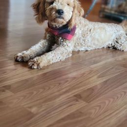 Bubbles - Goldendoodle