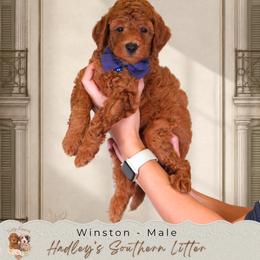 Winston - Red  male Goldendoodle puppy in Norcross, Georgia from Teddy Puppies