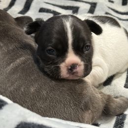 Holstine - White and brindle male French Bulldog puppy in Billings, Montana from Yellowstone Frenchies