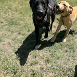Sam - Black male Labrador Retriever puppy in Clayton, North Carolina from The Homestead at Little Creek