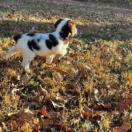 Boy 4 - Liver and white male Brittany puppy in Rhoadesville, Virginia from HOMESCHOOLED BRITTANYS LLC