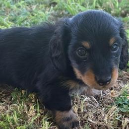 Longhair Boy - Black and tan male Dachshund puppy in Buckeye, Arizona from Ryder's Roundup